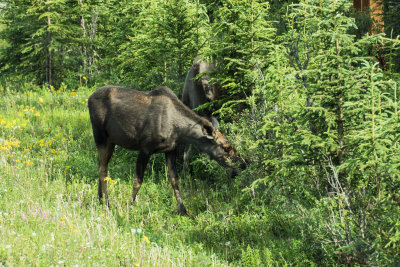 Before we even reached our lodge, we were greeted by moose