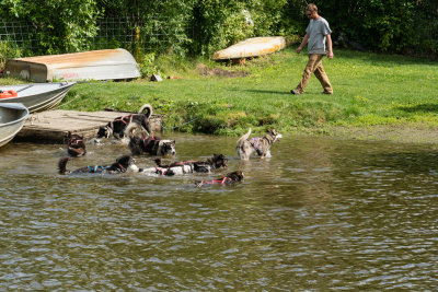 Sled dogs cooling in the river