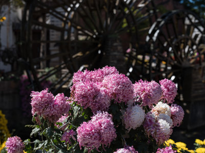 DSCF0664.jpg