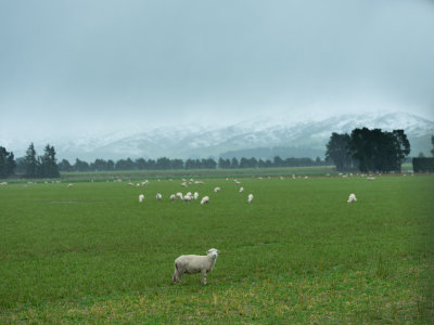 New Zealand My Dream Trip