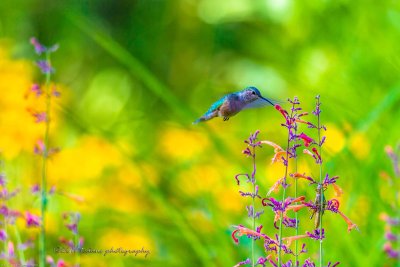 Hummingbirds