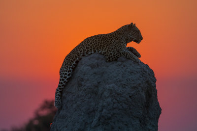 Leopard lookout at sunset