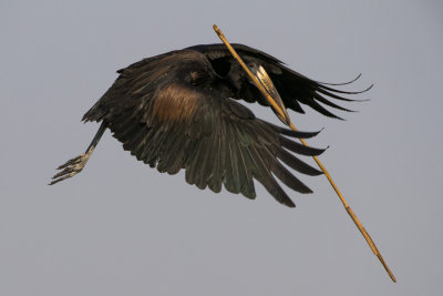 The Conductor; Open-Billed Stork