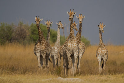 Giraffes; Approaching Tower