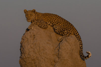 Leopard lookout; Glowing light