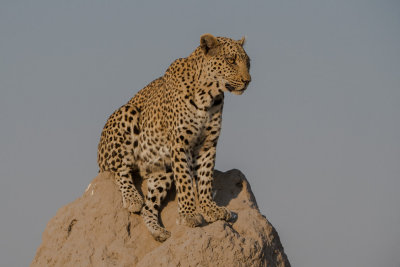 Leopard Lookout; Anticipation