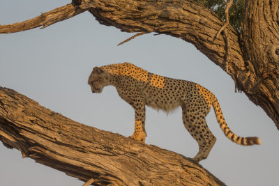 Cheetah; Up a Tree