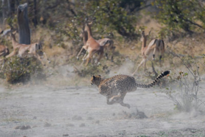 Cheetah; Close but no Prize!