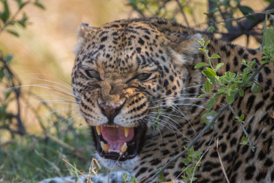Leopard; Flehmen