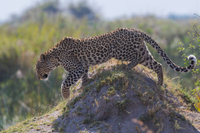 Leopard; Over the Hill