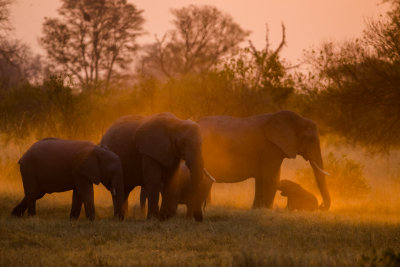 Elephant Dust Bath