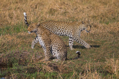 Leopard; An Uneasy Meeting