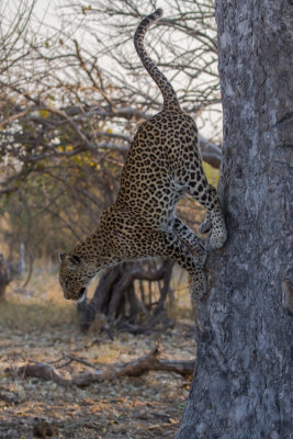 Leopard Descent; Defying Gravity