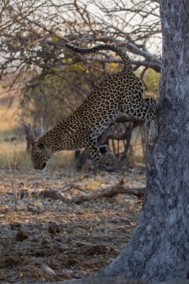 Leopard; Dismount