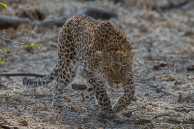 Leopard; Stalking Prey.