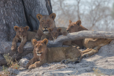 Lion Family