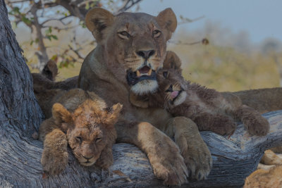 Lion; Mom and Cubs
