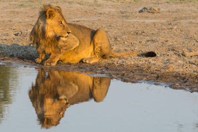 Lion; Always Vigilant
