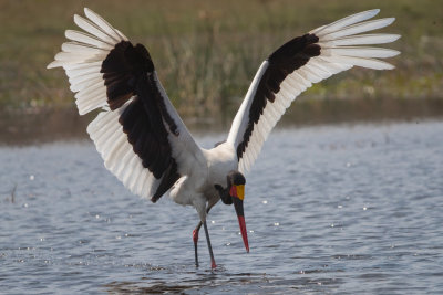 Saddle-Billed Stork; Fishing