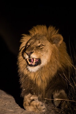 Lion Male; King of the Night