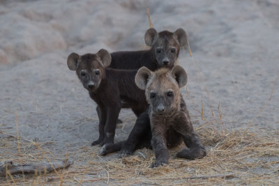 Hyena Cubs are Really Cute