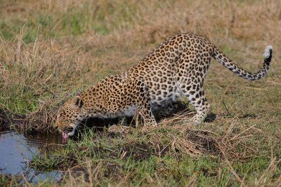 Leopard; Cool Drink