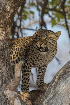 Leopard; Flehmen Warning
