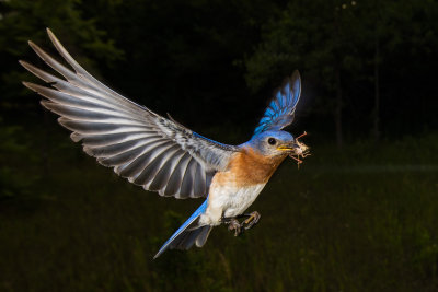 Bluebird; Food Delivery