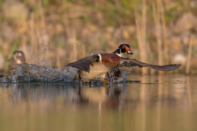 Wood Duck; Chase