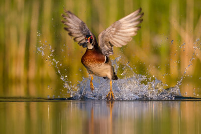 Wood Duck; Take Off