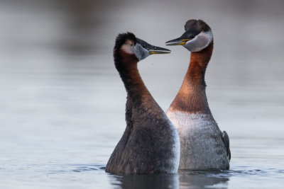Red-Necked Grebes; Courtship