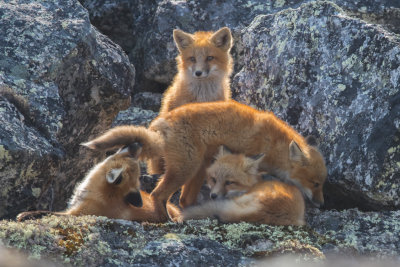 Red Fox; Family 1
