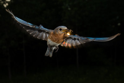 Bluebird; Sunset Delivery