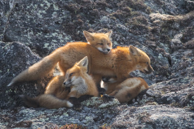 Red Fox; Family 3