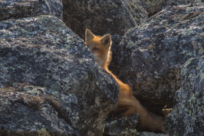 Red Fox; Peeking