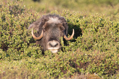 Muskox; In the Bush