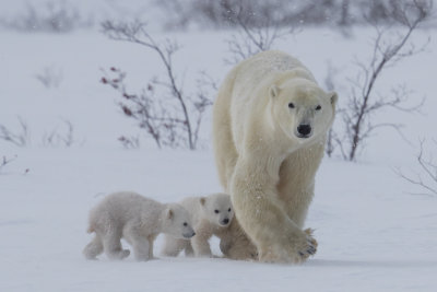 Polar Bears; #1