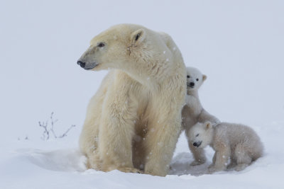 Polar Bears #13