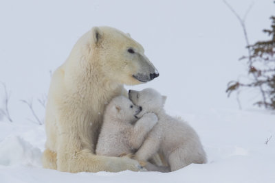 Polar Bears #5