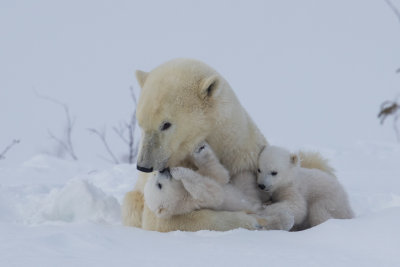 Polar Bears #6