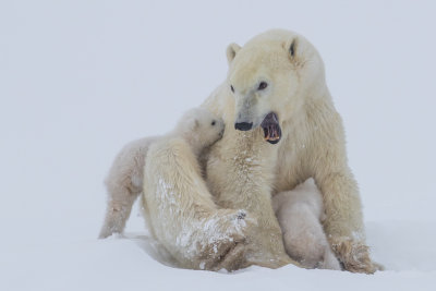 Polar Bears #8