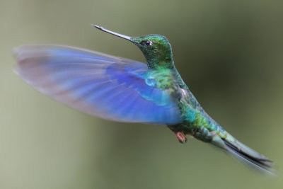 Great Sapphirewing Hummingbird