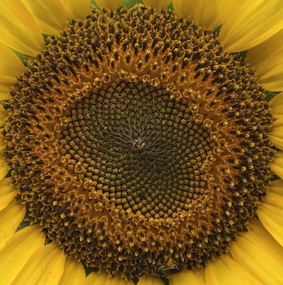 sunflower core.jpg