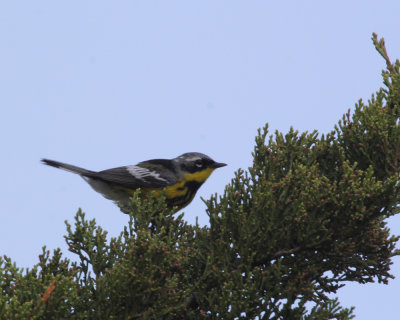 warbler_magnolia_warbler