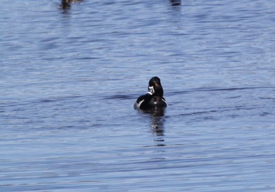 IMG_0159.jpg_Ringnecked_Duck.jpg