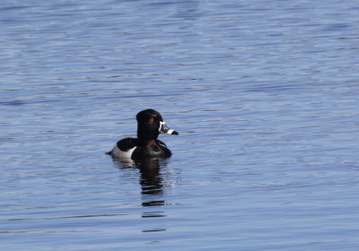 IMG_0161.jpg_Ringnecked_Duck.jpg