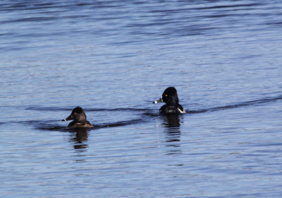 IMG_0167.jpg_Ringnecked_Duck.jpg