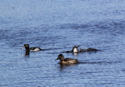 IMG_0193.jpg_Ringnecked_Duck.jpg