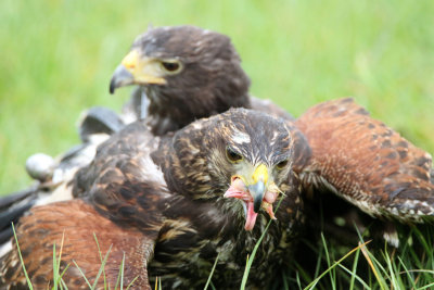 harris hawk lunch