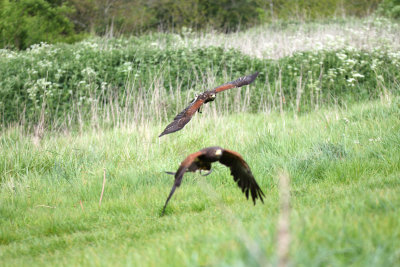 harris hawk times two